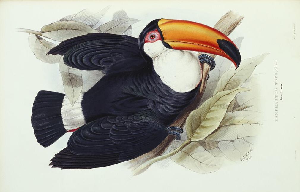 John Gould was born in Lyme Regis on the Dorset coast in 1804 but was brought up in Surrey and later Windsor, where his father was one of the gardeners at the castle. The young Gould taught himself taxidermy from an early age and soon established a skill 