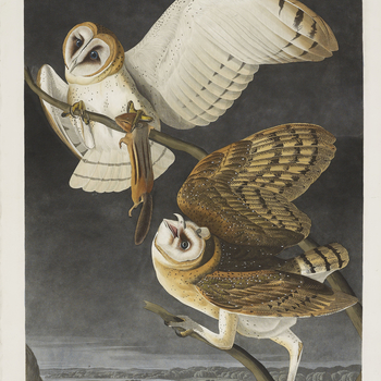 John James Audubon (1785-1851) was a self-taught artist specialising in ornithological (bird) paintings and is most famous for his magnificent double-elephant folio, The Birds of America, published between 1827 and 1838, which consists of 435 ha