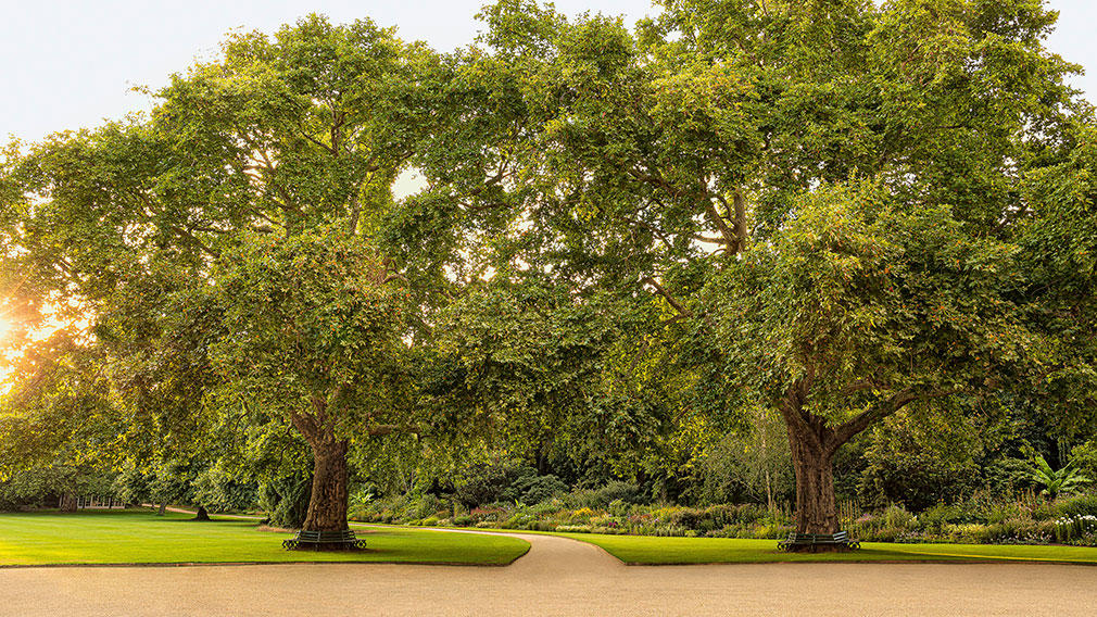Known as Victoria and Albert, the garden's two most famous plane trees were planted by the Queen and her consort more than 150 years ago. Photographer: John Campbell