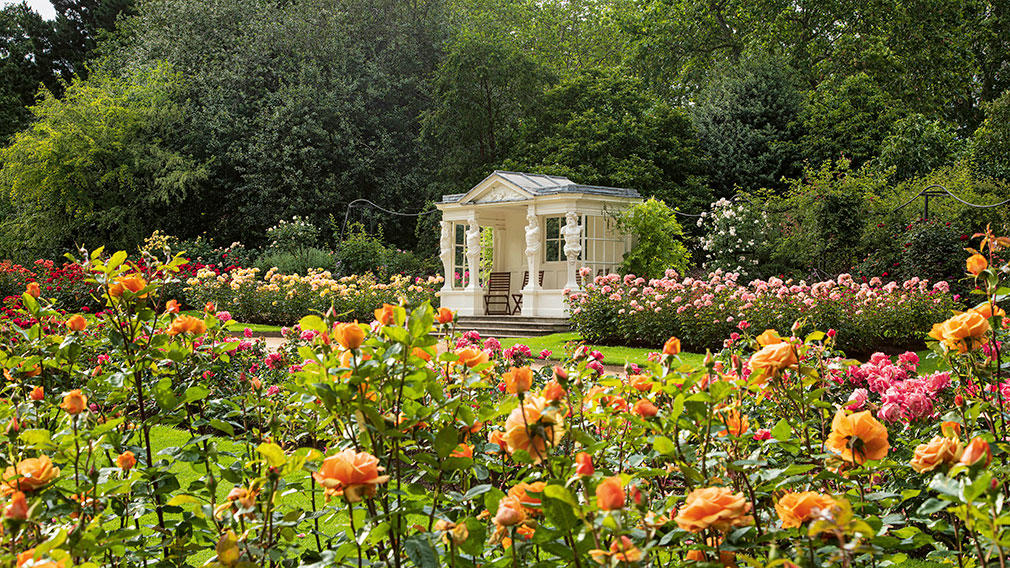 The Rose Garden at Buckingham Palace