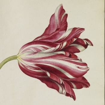 Detail from a page of watercolours of three Tulips including an Agatte Robin Tulip, a Penelope Tulip and a Yellow Crown Tulip by artist Alexander Marshal